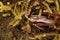 Cockroach hiding in plants.