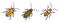 Cockroach icons set vector flat