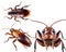 Cockroach insect pest, many angles and view portrait side back head shot isolated on transparent background cutout
