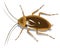 cockroach insect vector illustration transparent background