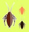 Cockroach Insects Vectors