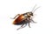 cockroach isolated on white background. ai generative