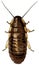 Cockroach isolated on white - vector illustration