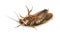 Cockroach lying on back
