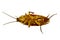 Cockroach lying overturned macro image isolated