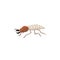 Cockroach pest insect icon or symbol flat vector illustration isolated on white.