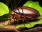 A cockroach relaxing on dry wood with leaves in the background during the day