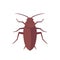 cockroach, roach isolated on white, vector art