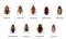 Cockroach set, insect roach and bug species icons