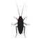 Cockroach silhouette vector illustration isolated on a white background.