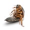 Cockroach sitting
