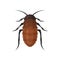 Cockroach vector icon on white background