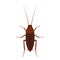 Cockroach vector illustration isolated on a white background.