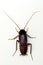 Cockroach on white background