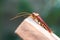 Cockroach on wooden, nature blurred background