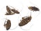 Cockroaches, Brown-Banded,with clipping path