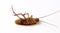 Cockroaches isolated on white with clipping path.