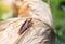 Cockroaches that live on natural dry leaves