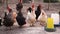 Cocks and chickens walking in the garden. Place food intake. Feeding poultry on healthy food without GMOs. Farm poultry