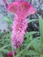 Cockscomb, Chinese wool flower, purple, showing its magnificent existence, initiating flowering. Celosia argentea.