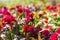 Cockscomb flower Celosia Cristata