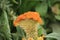 A Cockscomb flower at Garden