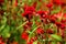 Cockscomb Plant closeup view