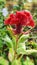 Cockscombs are the crested variety Celosia cristata