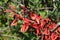 Cockspur coral tree