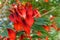 Cockspur Coral Tree flowers