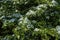 Cockspur Hawthorn Tree in Blossom  822574