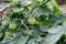 Cocktail tomatoes being grown