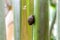 Coco de mer snail Stylodonta studeriana climbing Coco de mer Lodoicea maldivica palm.