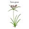 Coco-grass Cyperus rotundus , medicinal plant