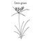 Coco-grass Cyperus rotundus , or purple nut sedge, medicinal plant