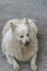 COCO Indian Spitz Relaxing On Floor.