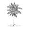 Coco palm, retro hand drawn vector illustration.