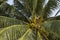 Coco palm tree with coconuts. Green palm fruit photo. Coconut on tree. Tropical garden landscape.
