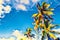 Coco palm tree with green leaves on blue sky. Tropical island vacation vivid digital illustration.