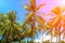 Coco palm tree in pink flare. Tropical landscape with palms.