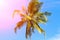 Coco palm tree in pink sunlight. Tropical landscape with palms. Palm tree crown on blue sky.