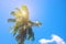 Coco palm tree top with sun flare. Palm tree crown with green leaf on sunny sky background.