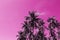 Coco palm tree tropical landscape. Palm skyscape pink toned photo.