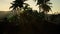 Coco palm trees tropical landscape 9