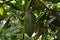 Cocoa bean pods on plant