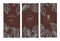Cocoa bean tree banner collection. Design templates. Engraved style illustration. Chocolate cocoa beans. Vector