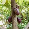 Cocoa Beans on a Chocolate Tree