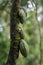 Cocoa beans hanging on tree in Kerala, South India