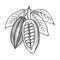 Cocoa beans illustration