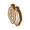 cocoa beans isometric icon vector illustration
